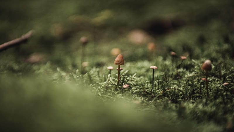 small brown mushrooms on green grass